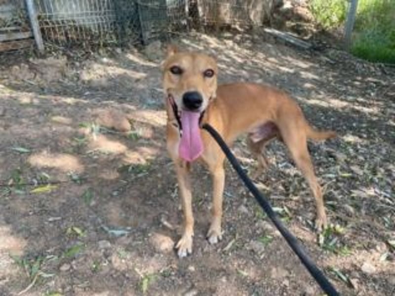LUC-toller Podenco mit großem Herzen sucht sein Zuhause