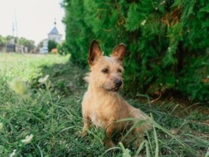 Zuckersüßer JIMMY-neugierig und aufgeweckt