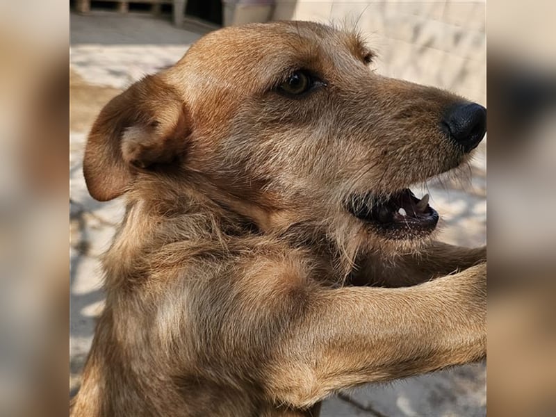NEKO-der Seelenhund