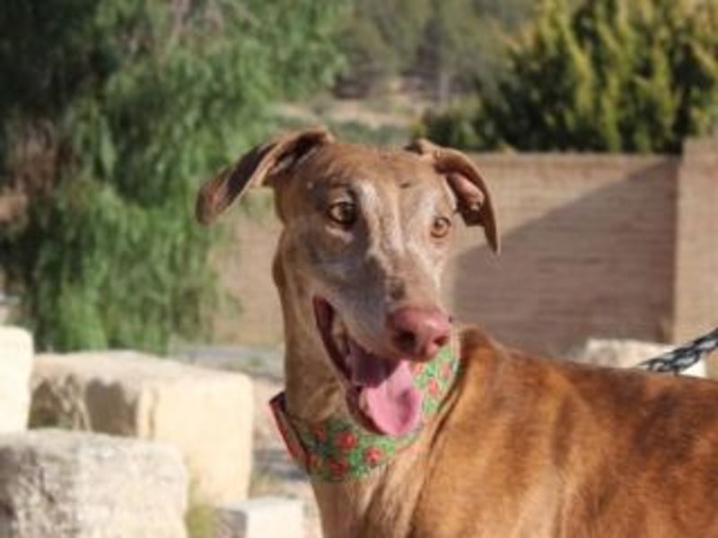RINGO-ruhig, freundlich und sehr sozial mit anderen Hunden