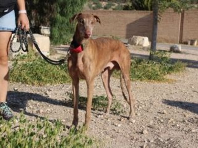RINGO-ruhig, freundlich und sehr sozial mit anderen Hunden