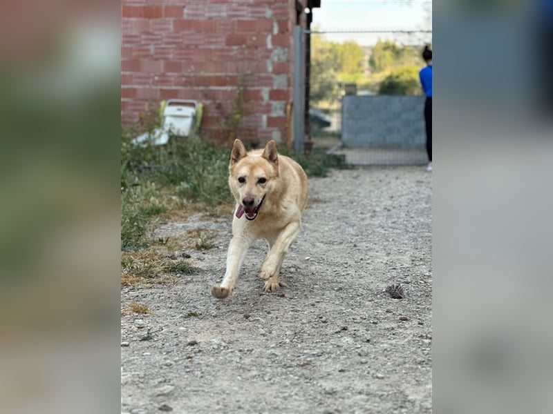 Hachiko – wo ist die Fangemeinde der Blondies?
