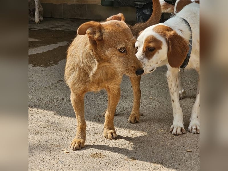 NEKO-der Seelenhund
