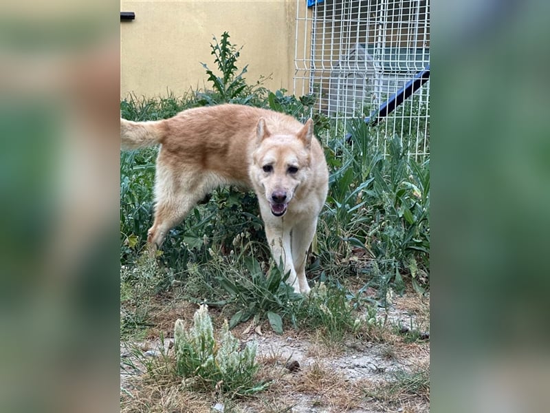 Hachiko – wo ist die Fangemeinde der Blondies?