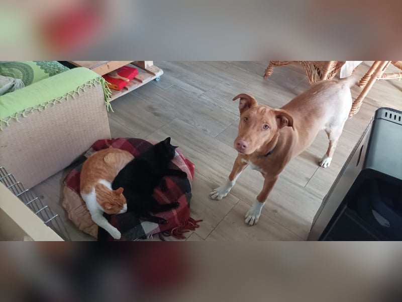 CHUPA CHUPS-Sonnenschein auf 4 Pfoten-offen, sanft,freundlich, mit einem Herzen voller Liebe
