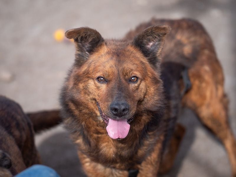 Ruhiger GRIZZLLY-wurde leider im Tierheim immer übersehen, sucht dringend sein "Für-immer-Zuhause"