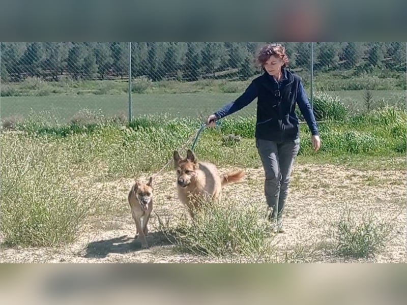 Lieber BULL-kennt das Leben in einer Familie, liebt Menschen, stubenrein, läuft gut an der Leine