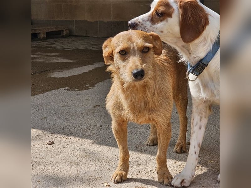 NEKO-der Seelenhund