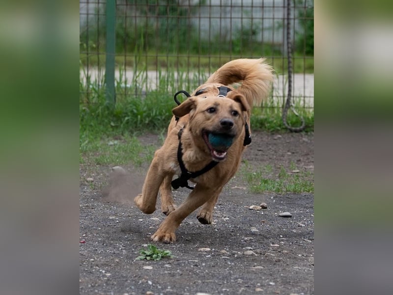 FLOYD-süßer, aufgeweckter, freundlicher,  aktiver Bub, immer fröhlich liebt er es zu spielen