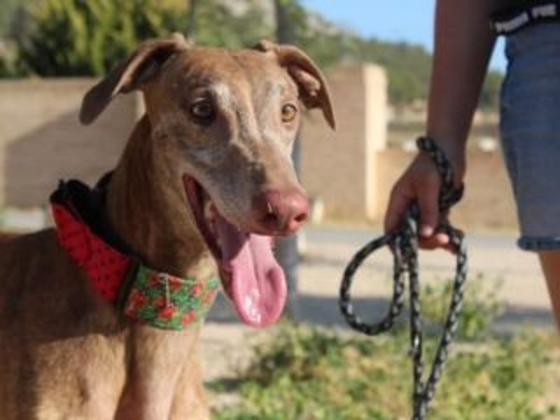 RINGO-ruhig, freundlich und sehr sozial mit anderen Hunden
