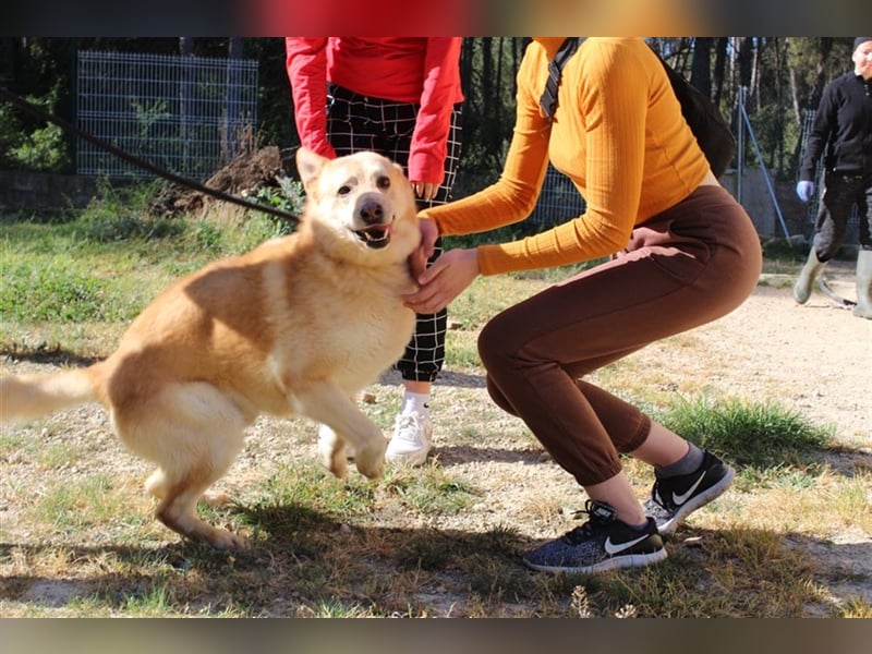 Hachiko – wo ist die Fangemeinde der Blondies?