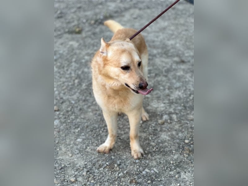 Hachiko – wo ist die Fangemeinde der Blondies?