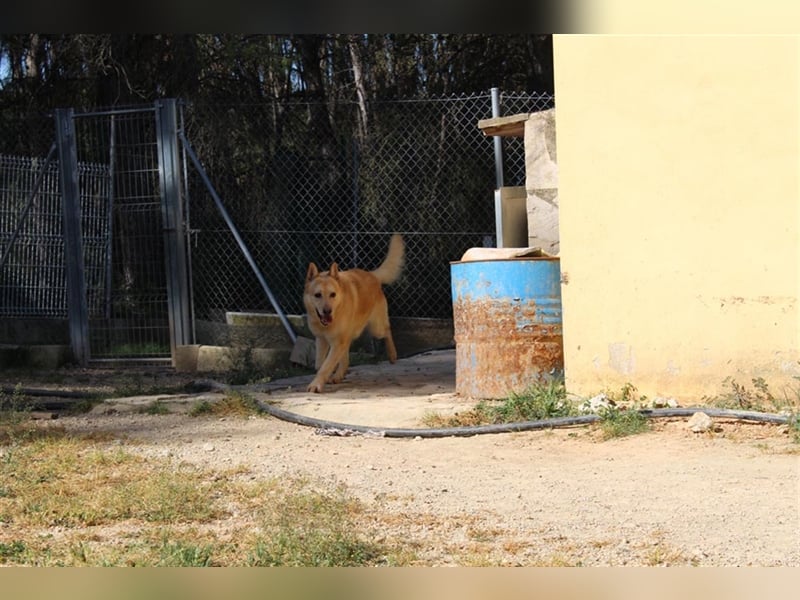 Hachiko – wo ist die Fangemeinde der Blondies?