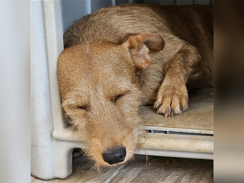 NEKO-der Seelenhund
