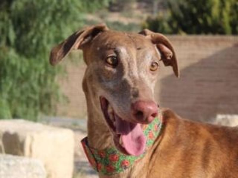 RINGO-ruhig, freundlich und sehr sozial mit anderen Hunden