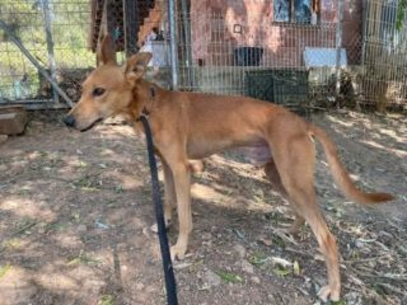 LUC-toller Podenco mit großem Herzen sucht sein Zuhause