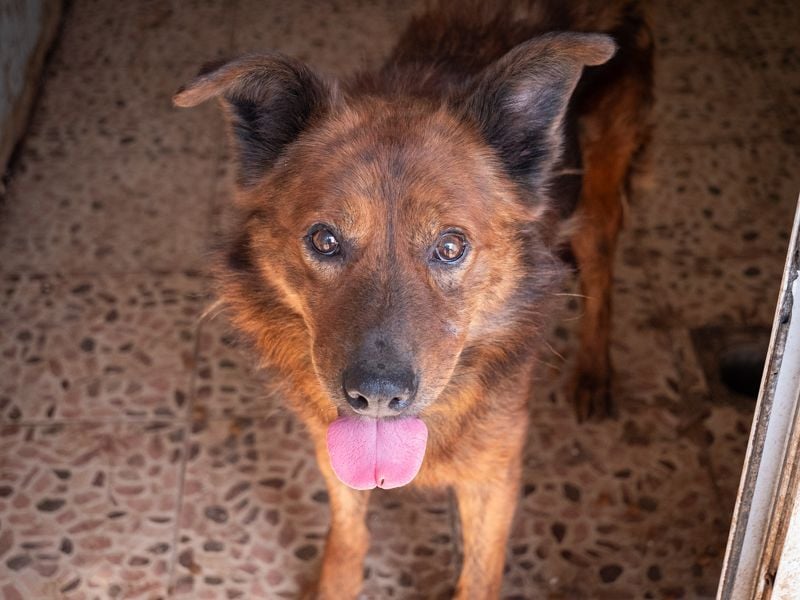 Ruhiger GRIZZLLY-wurde leider im Tierheim immer übersehen, sucht dringend sein "Für-immer-Zuhause"