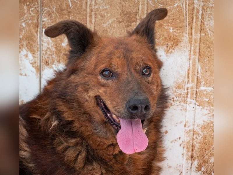 Ruhiger GRIZZLLY-wurde leider im Tierheim immer übersehen, sucht dringend sein "Für-immer-Zuhause"