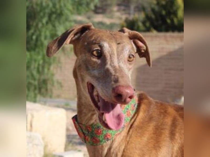 RINGO-ruhig, freundlich und sehr sozial mit anderen Hunden