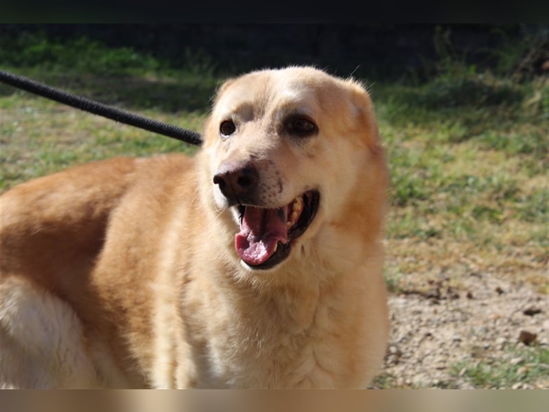 Hachiko – wo ist die Fangemeinde der Blondies?
