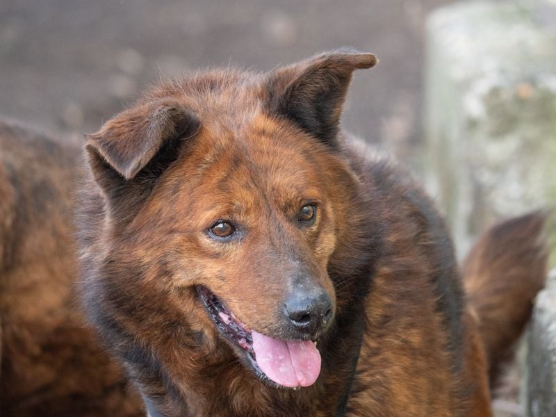 Ruhiger GRIZZLLY-wurde leider im Tierheim immer übersehen, sucht dringend sein "Für-immer-Zuhause"