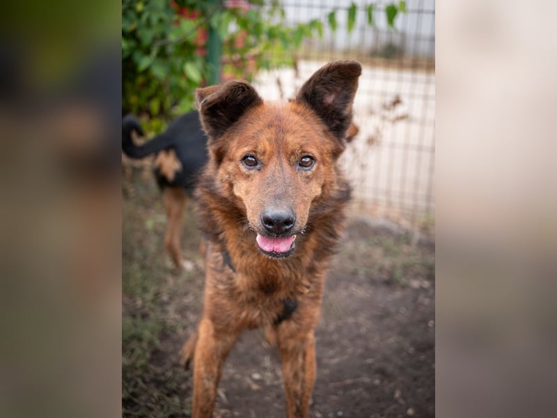 Ruhiger GRIZZLLY-wurde leider im Tierheim immer übersehen, sucht dringend sein "Für-immer-Zuhause"