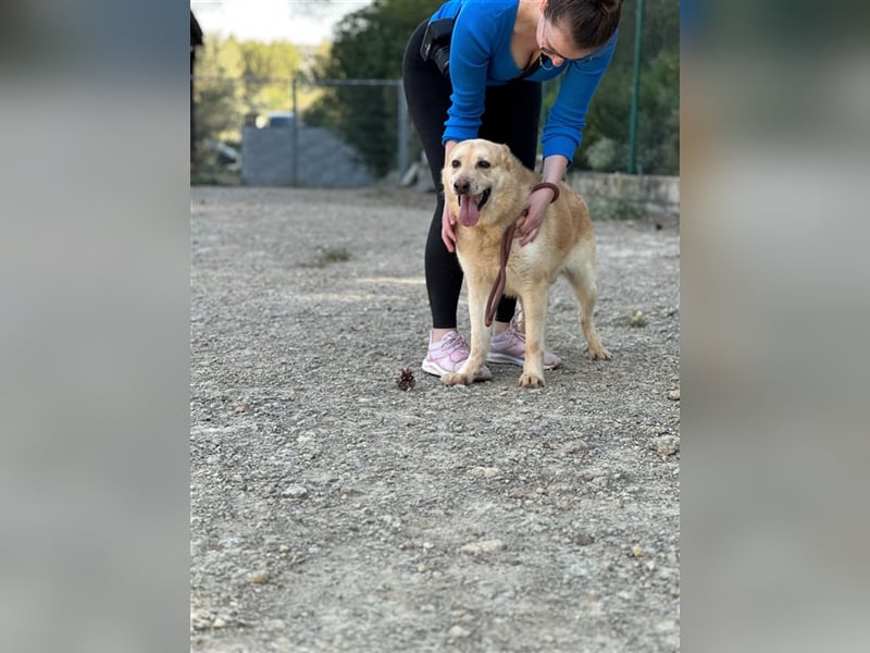 Hachiko – wo ist die Fangemeinde der Blondies?