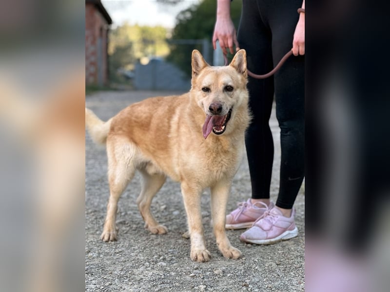 Hachiko – wo ist die Fangemeinde der Blondies?