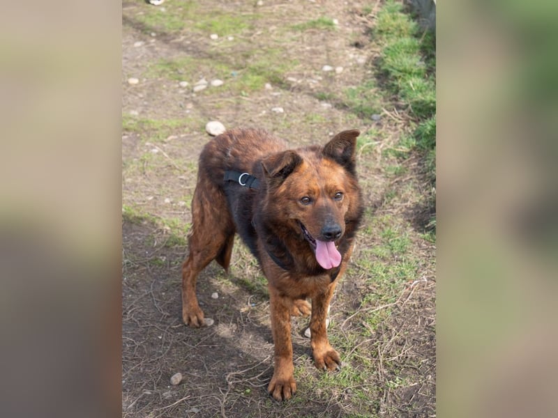 Ruhiger GRIZZLLY-wurde leider im Tierheim immer übersehen, sucht dringend sein "Für-immer-Zuhause"