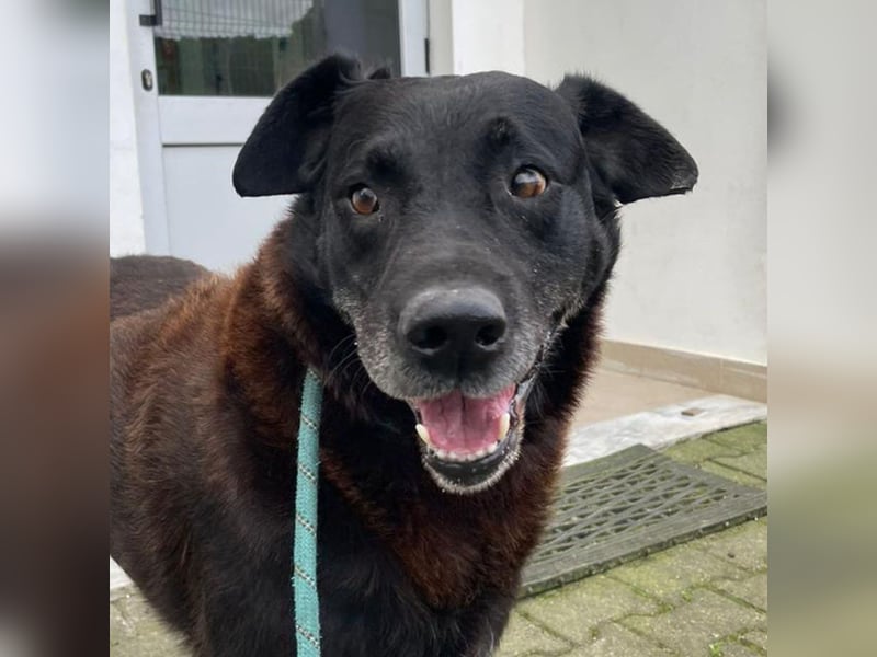 PELE-mit lieben, glänzenden Augen, einem freundlichen menschenbezogenen Wesen wartet er sehnsüchtig