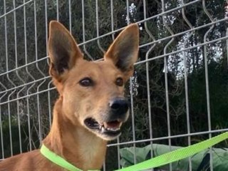 LUC-toller Podenco mit großem Herzen sucht sein Zuhause