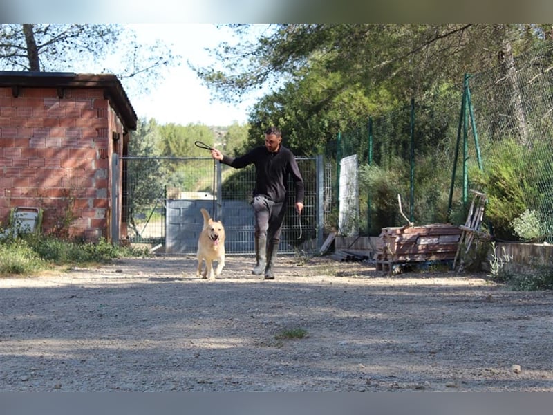 Hachiko – wo ist die Fangemeinde der Blondies?