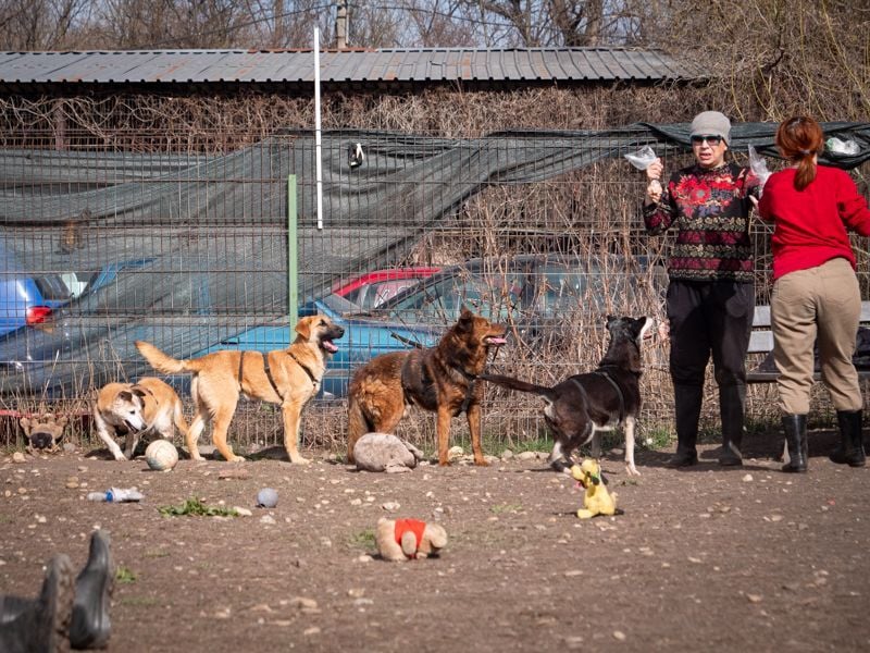 Ruhiger GRIZZLLY-wurde leider im Tierheim immer übersehen, sucht dringend sein "Für-immer-Zuhause"