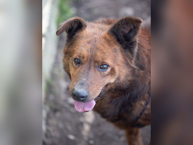 Ruhiger GRIZZLLY-wurde leider im Tierheim immer übersehen, sucht dringend sein "Für-immer-Zuhause"