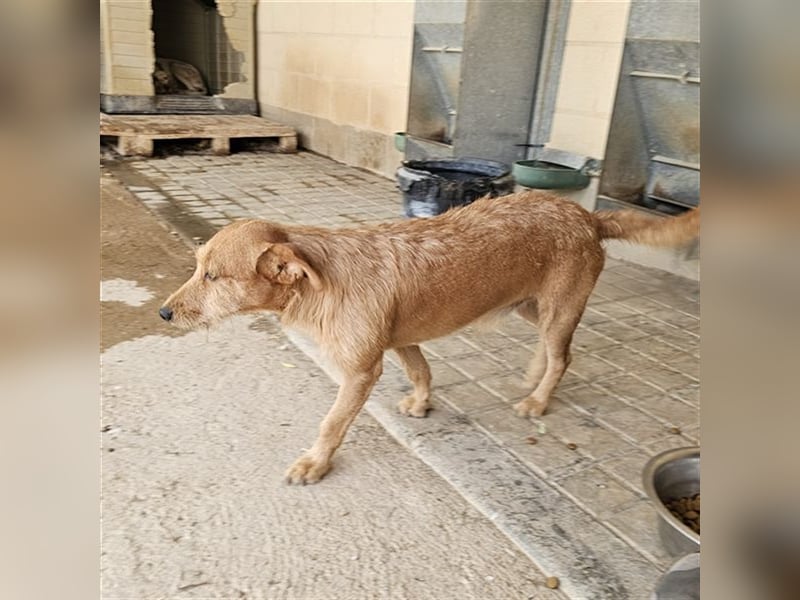 NEKO-der Seelenhund