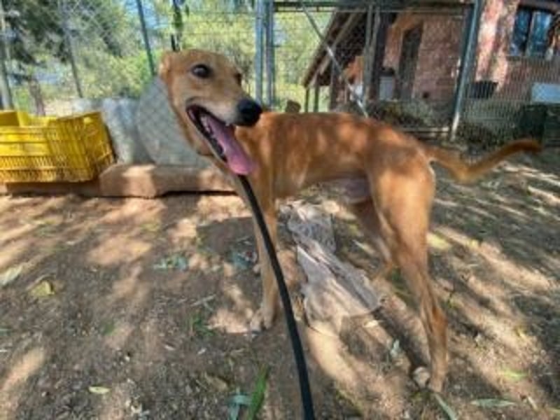 LUC-toller Podenco mit großem Herzen sucht sein Zuhause