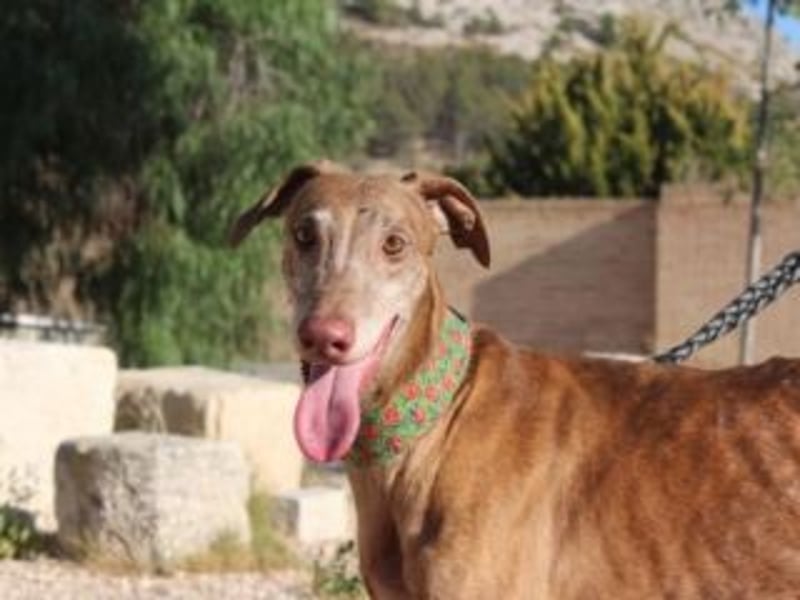 RINGO-ruhig, freundlich und sehr sozial mit anderen Hunden