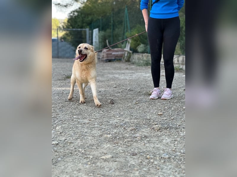 Hachiko – wo ist die Fangemeinde der Blondies?