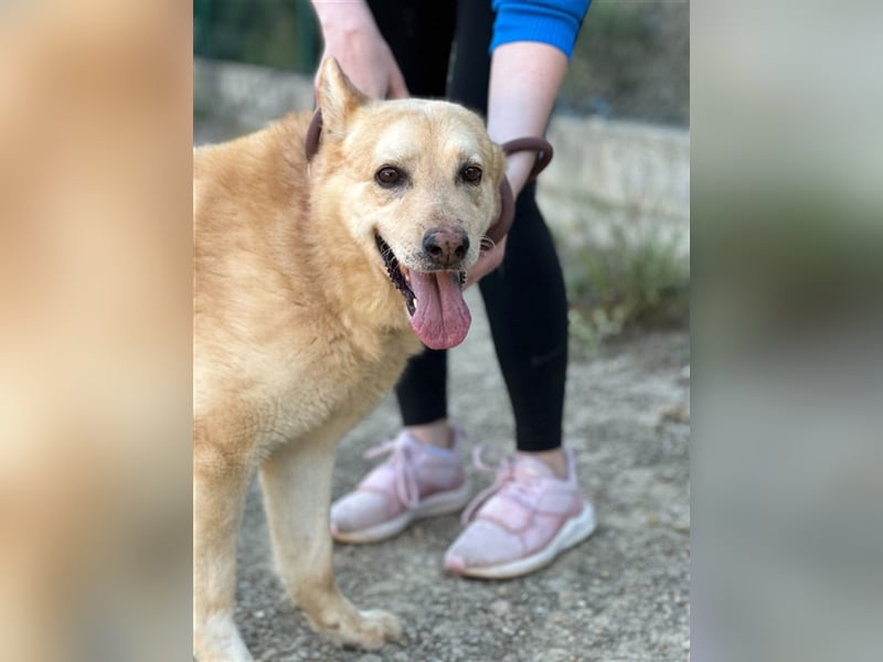 Hachiko – wo ist die Fangemeinde der Blondies?