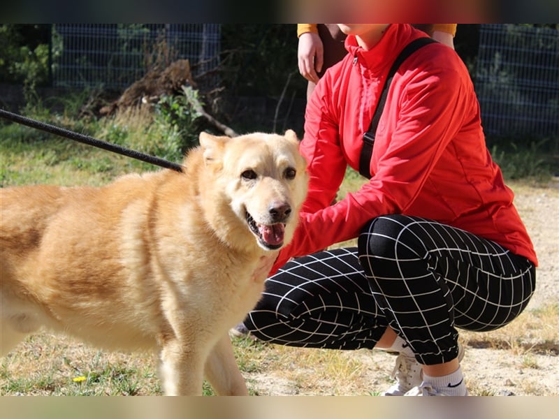 Hachiko – wo ist die Fangemeinde der Blondies?