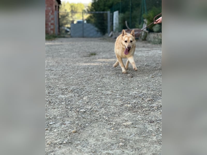 Hachiko – wo ist die Fangemeinde der Blondies?
