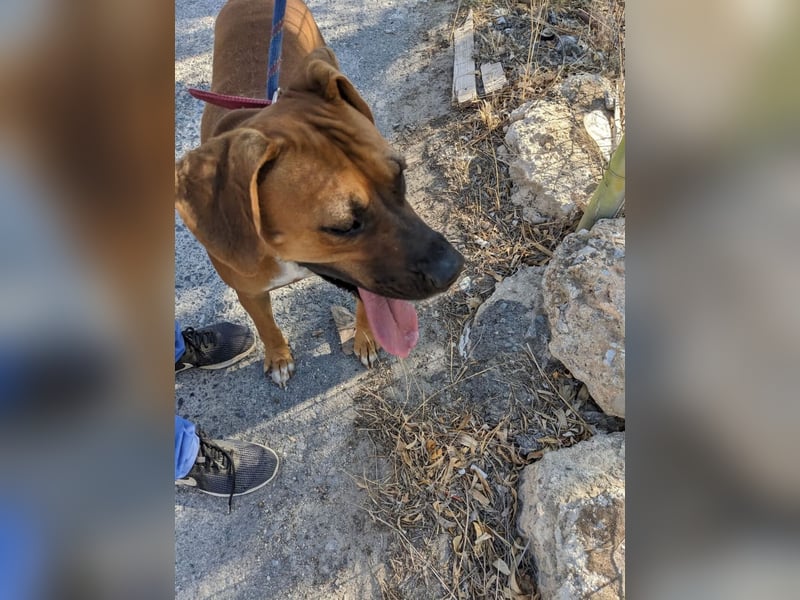 FILOS sucht ein Zuhause