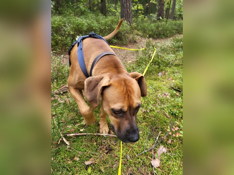 FILOS sucht ein Zuhause