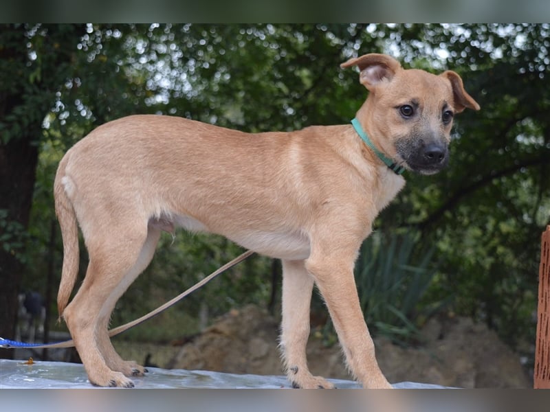 Rio sucht ein Zuhause