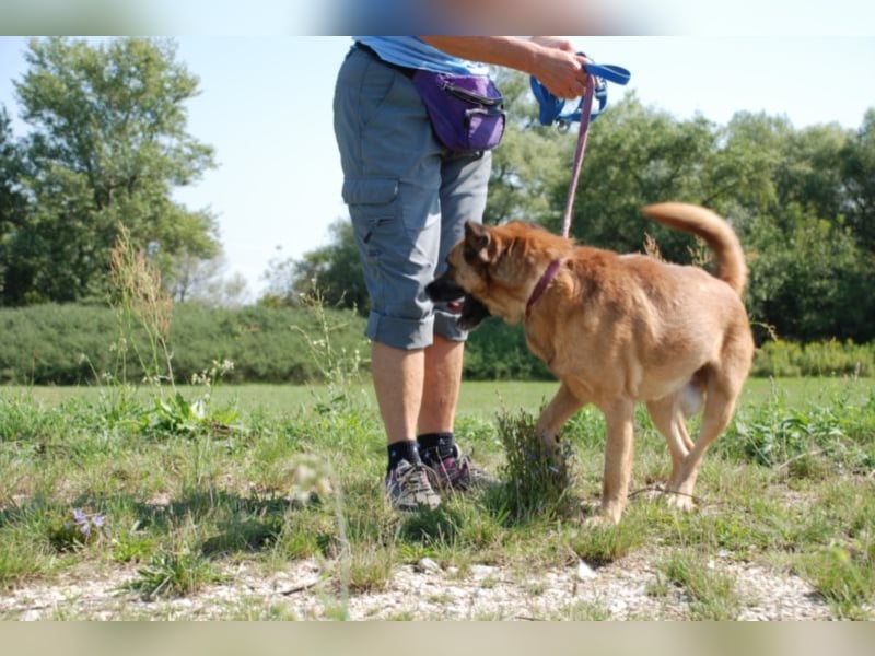 Jungspund Brúnó, noch in Ungarn, sucht seine Menschen!