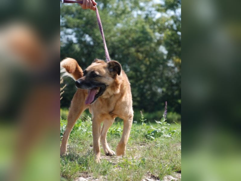 Jungspund Brúnó, noch in Ungarn, sucht seine Menschen!