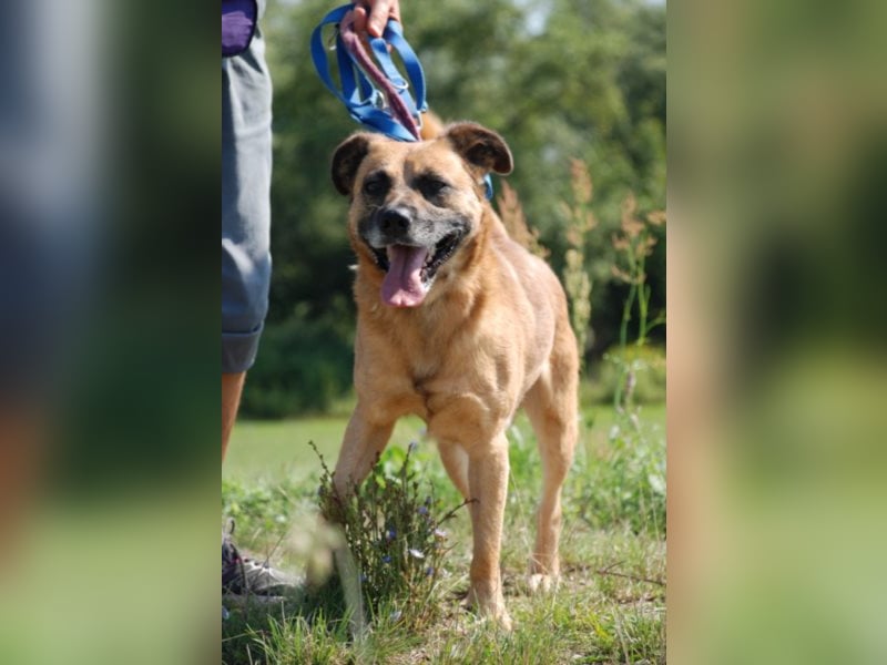 Jungspund Brúnó, noch in Ungarn, sucht seine Menschen!