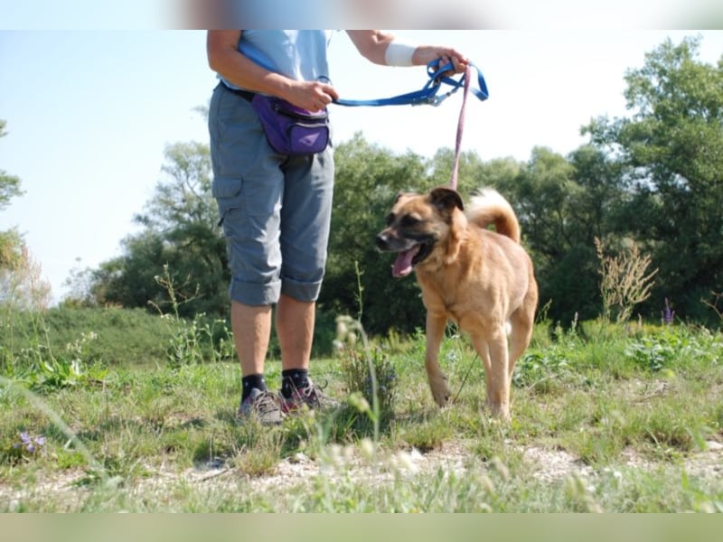 Jungspund Brúnó, noch in Ungarn, sucht seine Menschen!