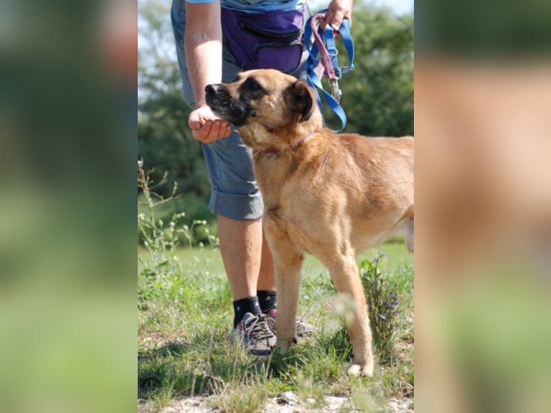 Jungspund Brúnó, noch in Ungarn, sucht seine Menschen!