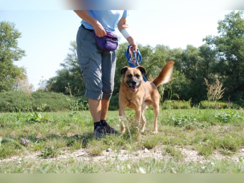 Jungspund Brúnó, noch in Ungarn, sucht seine Menschen!